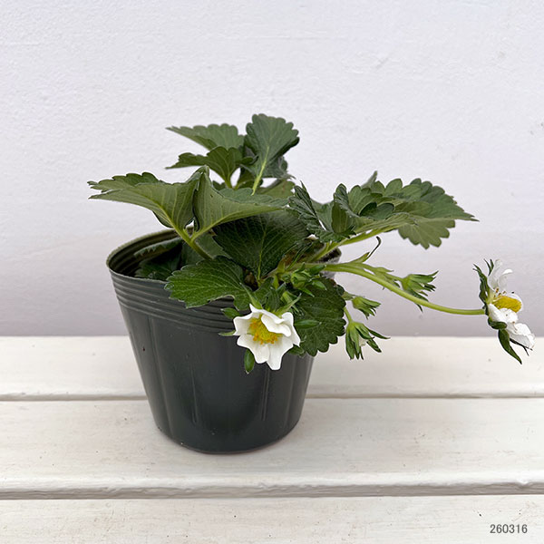 イチゴ(一季なり):やよいひめ4号ポット