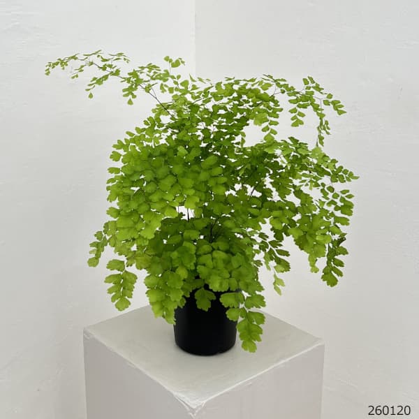 アジアンタム：フラグランス　4号鉢植え*