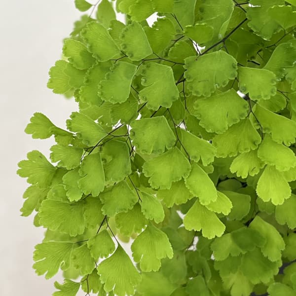 アジアンタム：フラグランス　4号鉢植え*