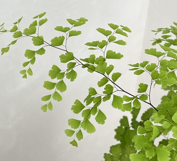 アジアンタム：フラグランス　4号鉢植え*