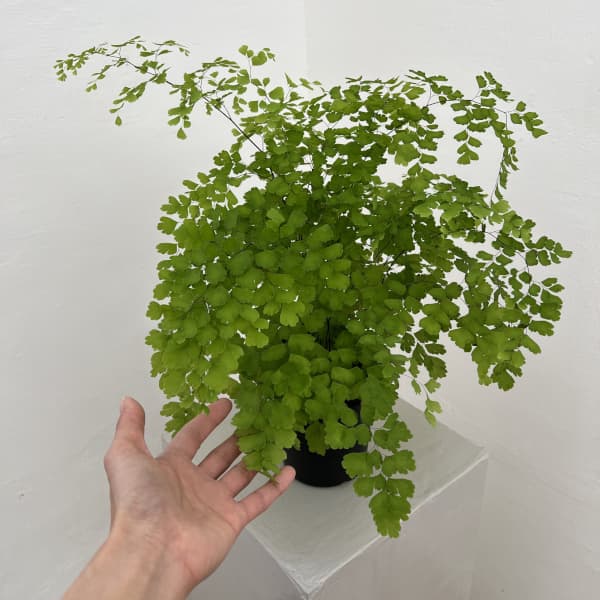 アジアンタム：フラグランス　4号鉢植え*