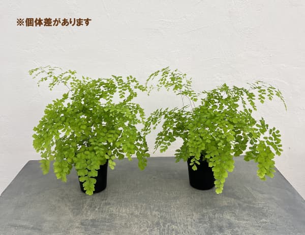 アジアンタム：フラグランス　4号鉢植え*