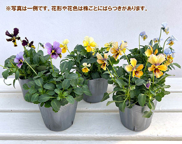 ビオラ：宮崎ビオラ（石川園芸さん）ちりめんモンキー3号ポット