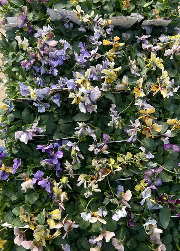 ビオラ：宮崎ビオラ（石川園芸さん）ちりめんモンキー3号ポット