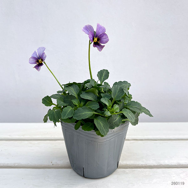 ビオラ：宮崎ビオラ（石川園芸さん）ちりめんモンキー3号ポット