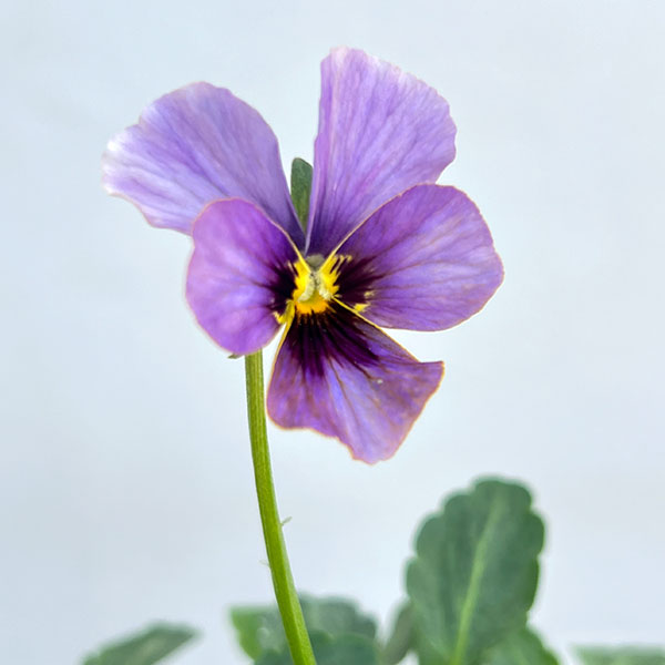 ビオラ：宮崎ビオラ（石川園芸さん）ちりめんモンキー3号ポット