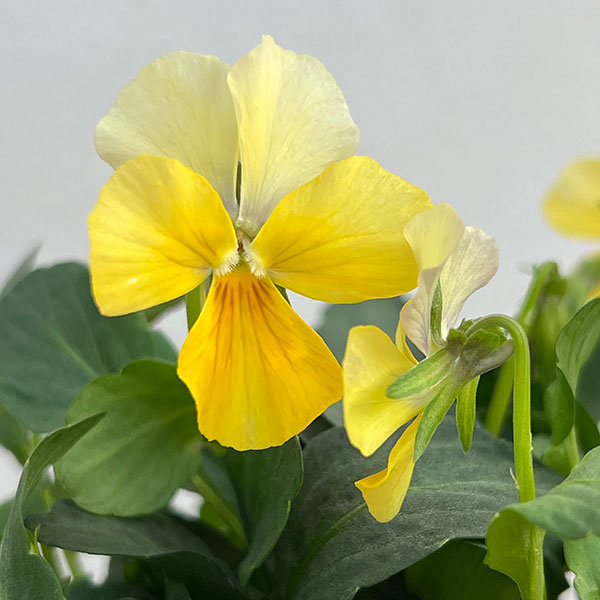 ビオラ：宮崎ビオラ（石川園芸さん）ちりめんモンキー3号ポット