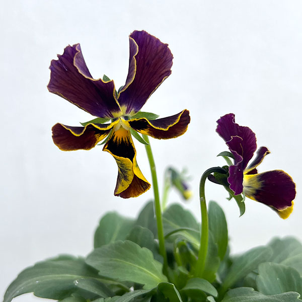 ビオラ：宮崎ビオラ（石川園芸さん）ちりめんモンキー3号ポット