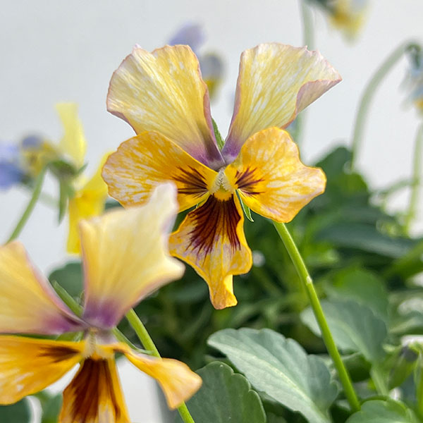 ビオラ：宮崎ビオラ（石川園芸さん）ちりめんモンキー3号ポット