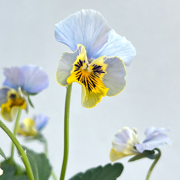 ビオラ：宮崎ビオラ（石川園芸さん）ちりめんモンキー3号ポット