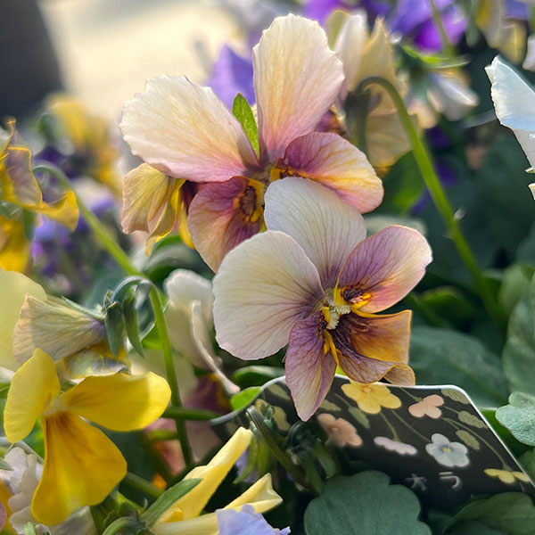 ビオラ：宮崎ビオラ（石川園芸さん）ちりめんモンキー3号ポット