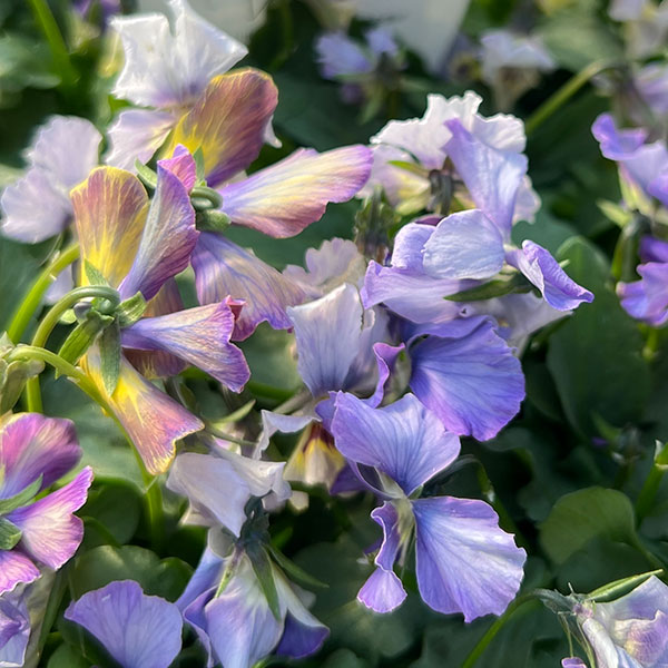 ビオラ：宮崎ビオラ（石川園芸さん）ちりめんモンキー3号ポット