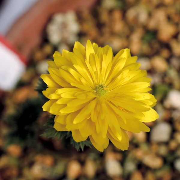 フクジュソウ(福寿草):七変化(シチヘンゲ)実生2.5号ポット