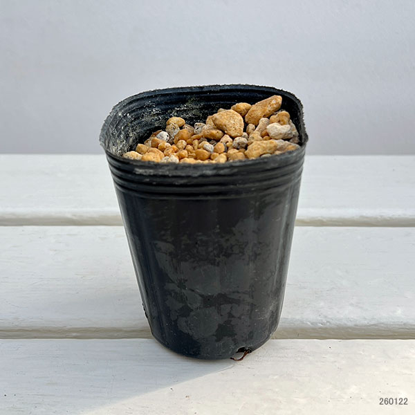 フクジュソウ(福寿草):白宝(ハクホウ)実生2.5ポット