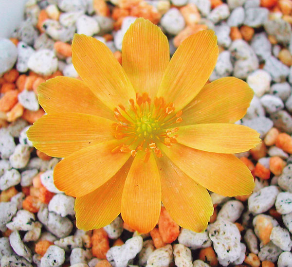 フクジュソウ(福寿草）：日之出（ヒノデ）実生2.5号ポット