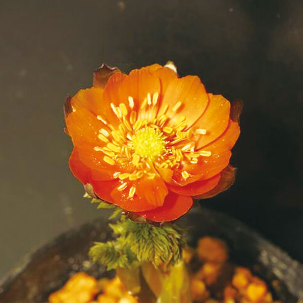 フクジュソウ(福寿草):秩父真紅(チチブシンク)実生2.5号ポット