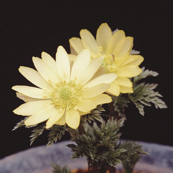 フクジュソウ(福寿草):秩父白(チチブシロ)実生2.5号ポット