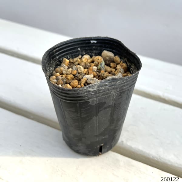 フクジュソウ(福寿草）：秩父白（チチブシロ）実生2.5号ポット