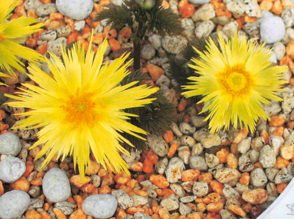 フクジュソウ(福寿草）：倭（ワ）実生2.5号ポット