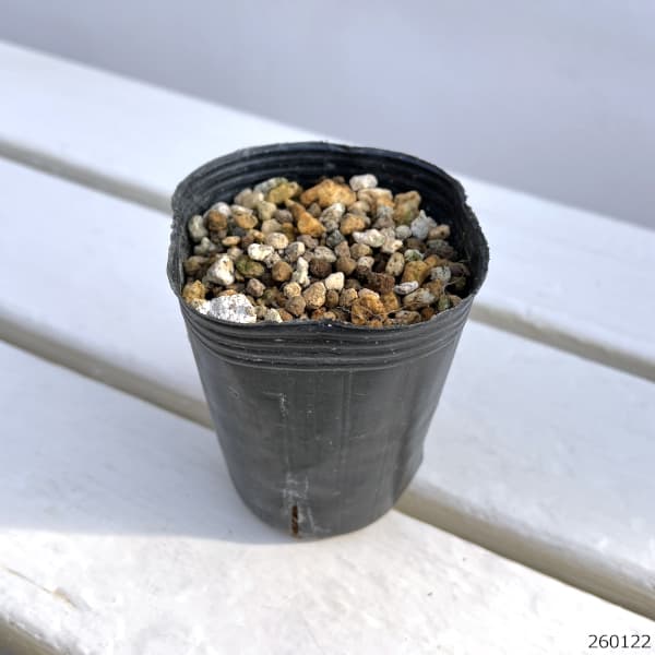 フクジュソウ(福寿草）：倭（ワ）実生2.5号ポット