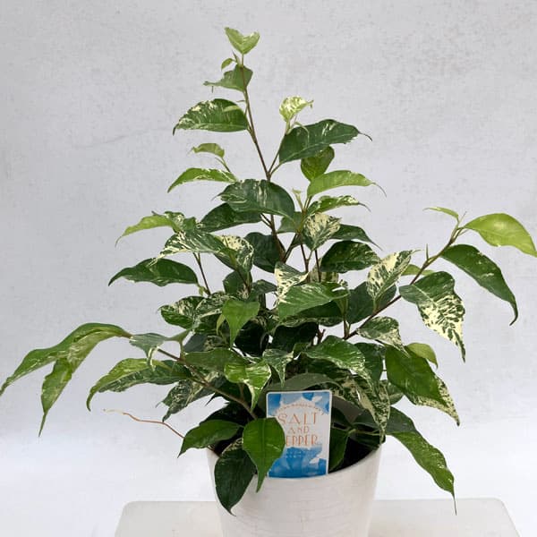 [26年3月中下旬予約]フィカス：ベンジャミン　ソルト＆ペッパー　4.5号鉢植え