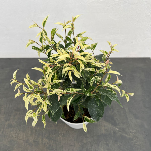 フィカス：ベンジャミン　ソルト＆ペッパー　4.5号鉢植え