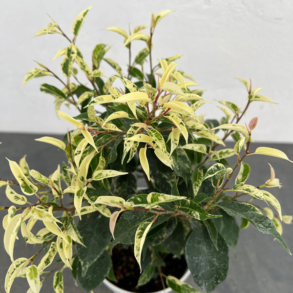 フィカス：ベンジャミン　ソルト＆ペッパー　4.5号鉢植え