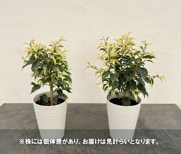 フィカス：ベンジャミン　ソルト＆ペッパー　4.5号鉢植え