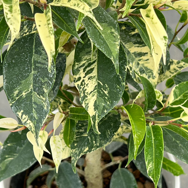 フィカス：ベンジャミン　ソルト＆ペッパー　4.5号鉢植え