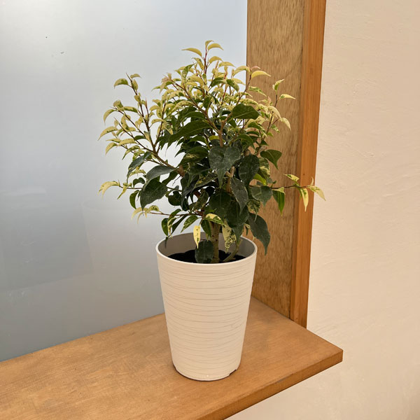 フィカス：ベンジャミン　ソルト＆ペッパー　4.5号鉢植え