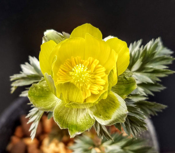 フクジュソウ(福寿草）：日南（ヒナミ）実生2.5号ポット