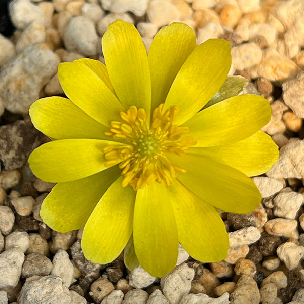 フクジュソウ(福寿草）：日南（ヒナミ）実生2.5号ポット