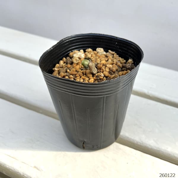 フクジュソウ(福寿草）：日南（ヒナミ）実生2.5号ポット