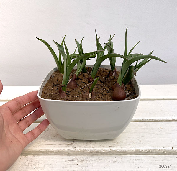 ミニチューリップ：ガーデンオブクルシウス9球植え6号鉢植え