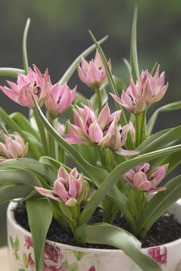 ミニチューリップ：ガーデンオブクルシウス9球植え6号鉢植え