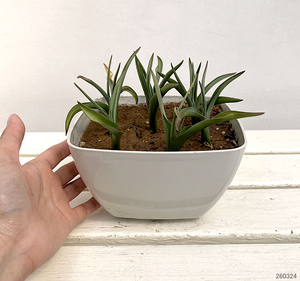 ミニチューリップ：ダニエラ9球植え6号鉢植え