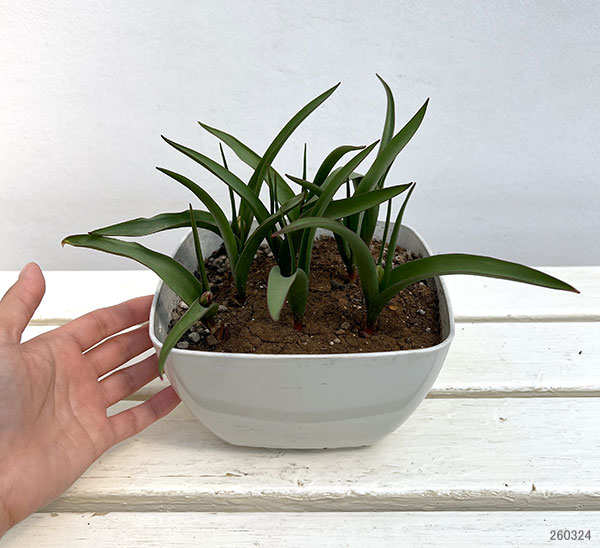ミニチューリップ：ヒルデ9球植え6号鉢植え