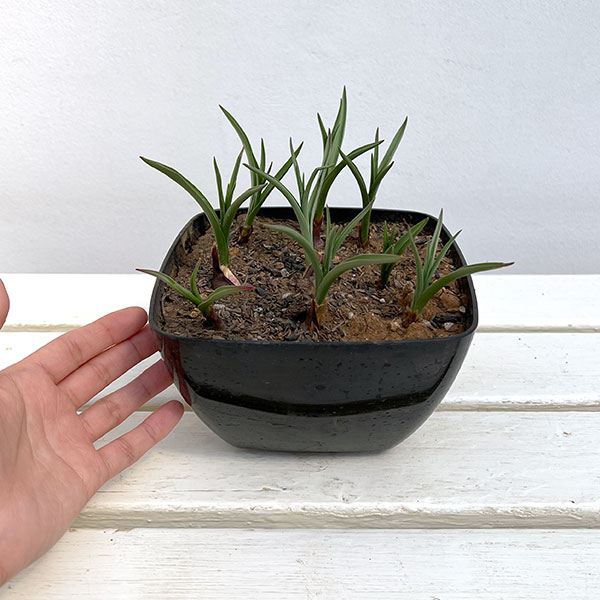 ミニチューリップ：リジー9球植え6号鉢植え