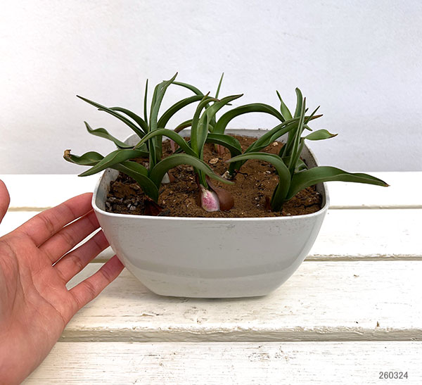 ミニチューリップ：ルッカ9球植え6号鉢植え