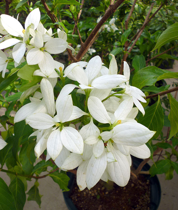 コンロンカ：山原星（ヤンバルブシ）4.5号ポット