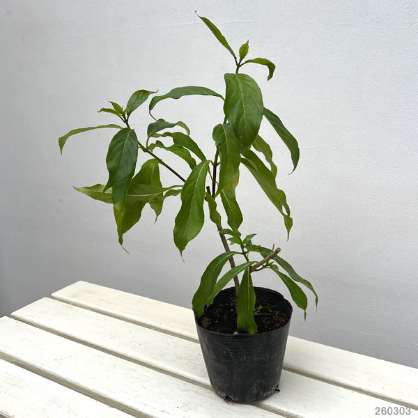 コンロンカ：山原星（ヤンバルブシ）4.5号ポット