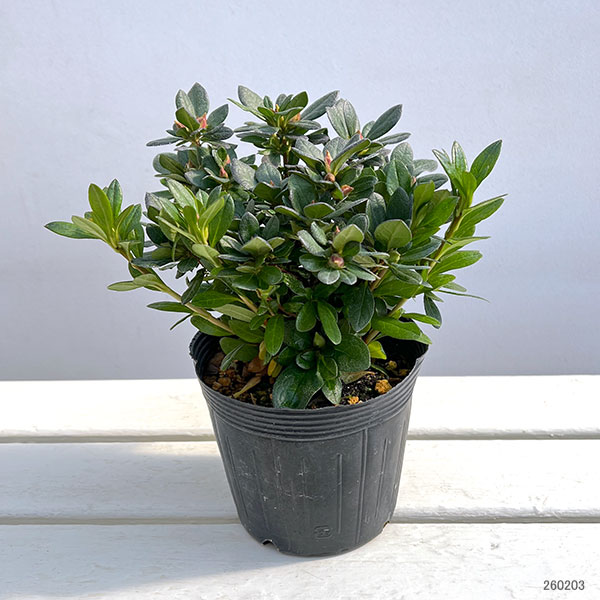 アザレア：ストロベリーパール4.5号鉢植え