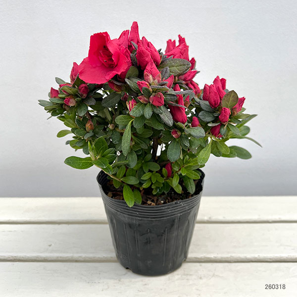 アザレア：ストロベリーパール4.5号鉢植え