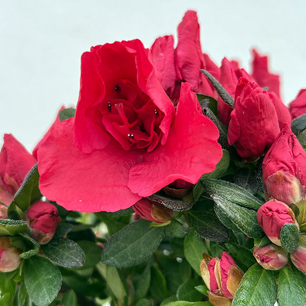 アザレア：ストロベリーパール4.5号鉢植え