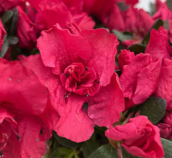 アザレア：ストロベリーパール4.5号鉢植え