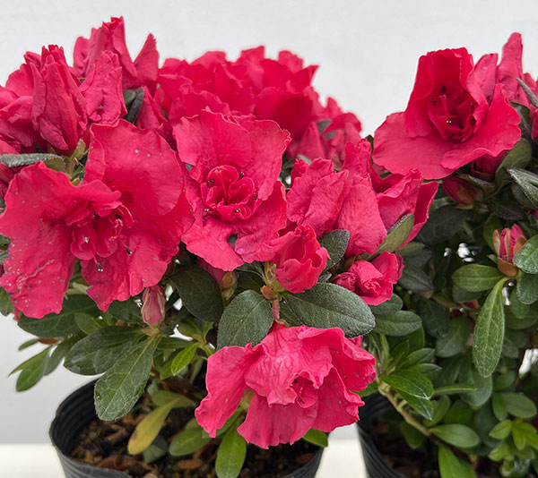 アザレア：ストロベリーパール4.5号鉢植え