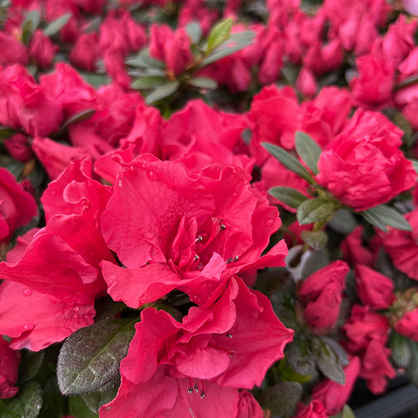 アザレア：ストロベリーパール4.5号鉢植え