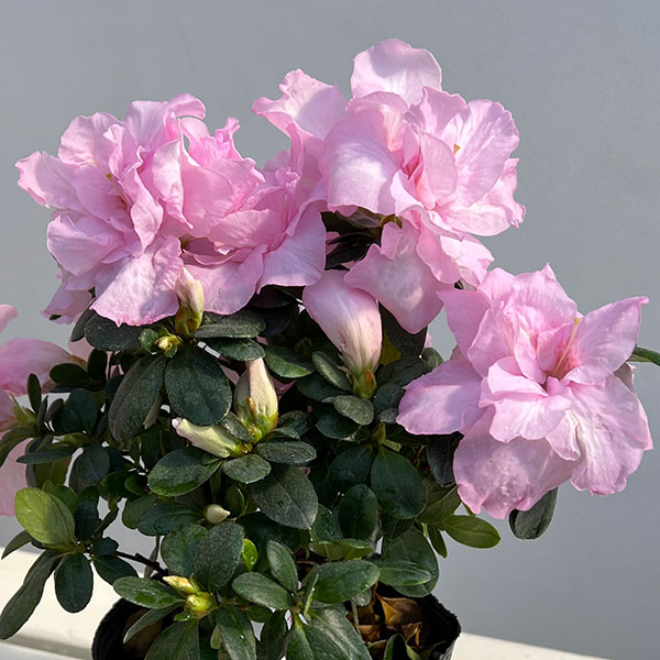 アザレア：ティラノバ4.5号鉢植え