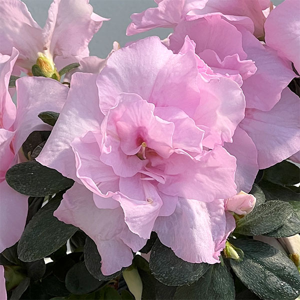 アザレア：ティラノバ4.5号鉢植え