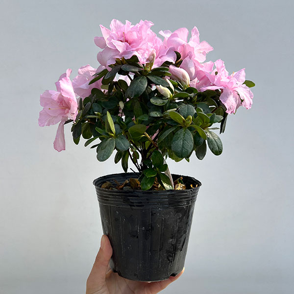 アザレア：ティラノバ4.5号鉢植え